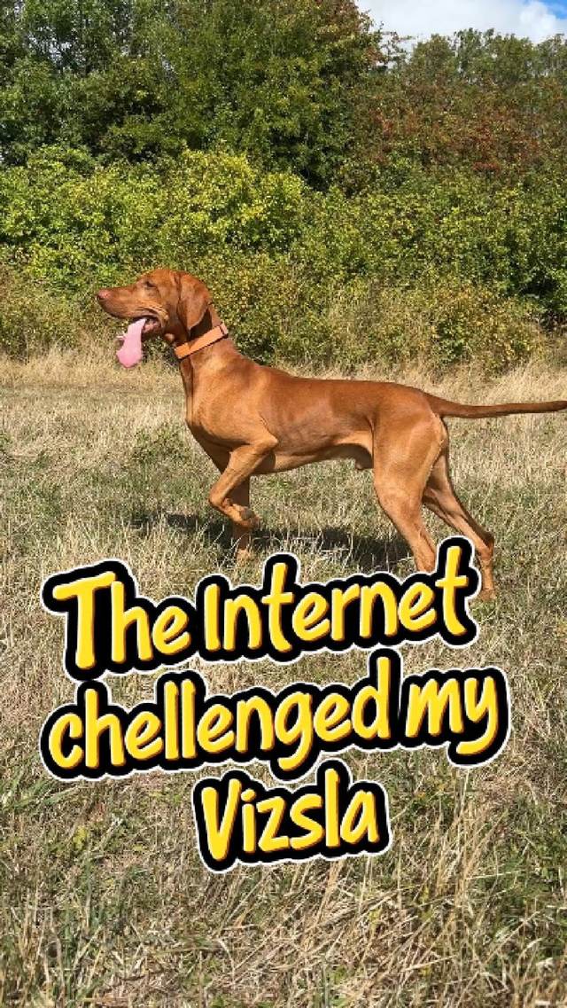Compilation: The internet challenged my Vizsla
